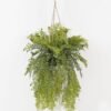Artificial Plant Fern leaf in PP pot GS-48123023CONTI_5 Artificial Plant 50*50*101cm Fern leaf in PP pot GS-48123023CONTI 2024Jan YeahFlower is one of Chinese leading OEM manufacturers and exporters , supplying the silk flowers, wholesale artificial trees