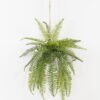 Artificial Plant 45*45*99cm Fern leaf in PP pot GS-48123025CONTI 2024Jan YeahFlower is one of Chinese leading OEM manufacturers and exporters , supplying the silk flowers, wholesale artificial trees