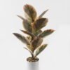 Artificial Plant 35*35*55cm Ficus elastica in pp pot/15 Ivs GS-72823002-G1 2024Jan YeahFlower is one of Chinese leading OEM manufacturers and exporters , supplying the silk flowers, wholesale artificial trees