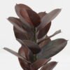 Artificial Plant 35*35*55cm Ficus elastica in pp pot/15 Ivs GS-72823002-G3 2024Jan YeahFlower is one of Chinese leading OEM manufacturers and exporters , supplying the silk flowers, wholesale artificial trees