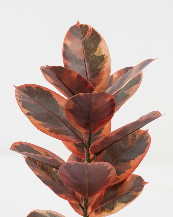 Artificial Plant 35*35*55cm Ficus elastica in pp pot/15 Ivs GS-72823002 2024Jan YeahFlower is one of Chinese leading OEM manufacturers and exporters , supplying the silk flowers, wholesale artificial trees