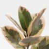 Artificial Plant 24*24*35cm Ficus elastica in pp pot/7 Ivs GS-72823001-G1 2024Jan YeahFlower is one of Chinese leading OEM manufacturers and exporters , supplying the silk flowers, wholesale artificial trees