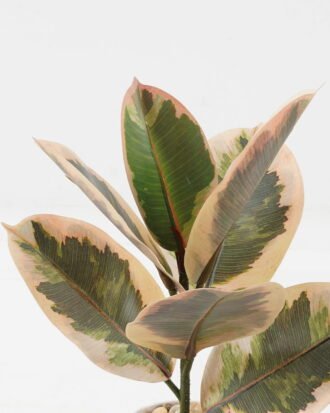Artificial Plant 24*24*35cm Ficus elastica in pp pot/7 Ivs GS-72823001-G1 2024Jan YeahFlower is one of Chinese leading OEM manufacturers and exporters , supplying the silk flowers, wholesale artificial trees