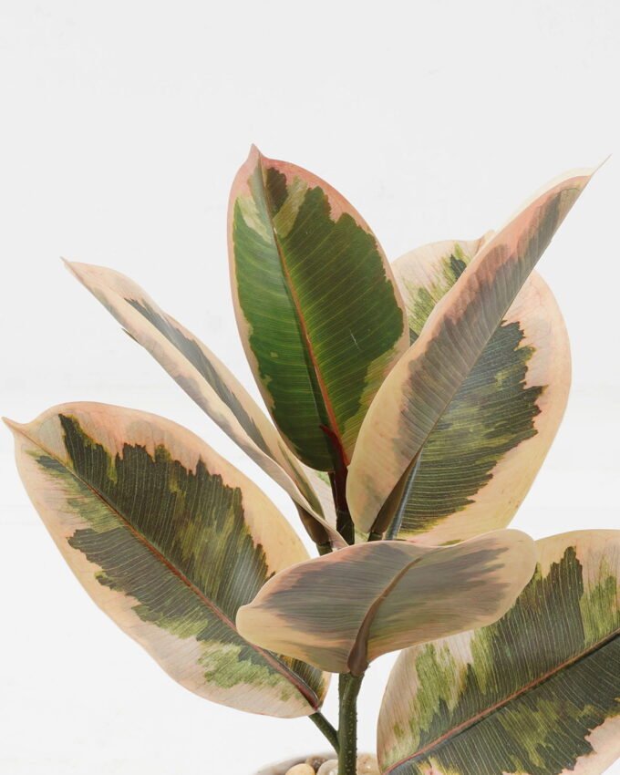 Artificial Plant 24*24*35cm Ficus elastica in pp pot/7 Ivs GS-72823001-G1 2024Jan YeahFlower is one of Chinese leading OEM manufacturers and exporters , supplying the silk flowers, wholesale artificial trees