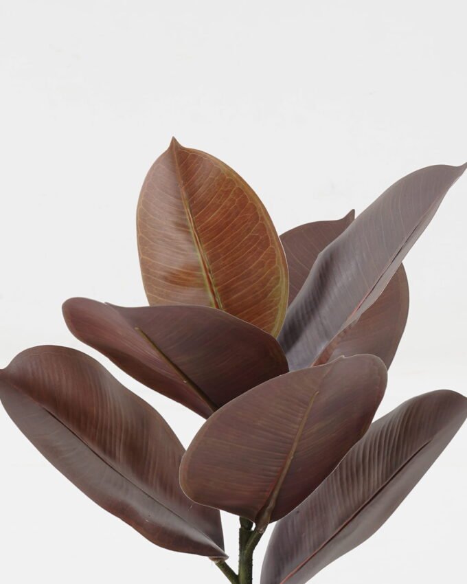 Artificial Plant 24*24*35cm Ficus elastica in pp pot/7 Ivs GS-72823001 2024Jan YeahFlower is one of Chinese leading OEM manufacturers and exporters , supplying the silk flowers, wholesale artificial trees