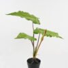 Artificial Plant 60*70*70cm Leaf in  PP pot GS-72923001 2024Jan YeahFlower is one of Chinese leading OEM manufacturers and exporters , supplying the silk flowers, wholesale artificial trees