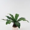 Artificial Plant 45*45*65cm Leaf in ceramic pot/9 lvs GS-52723005 2024Feb YeahFlower is one of Chinese leading OEM manufacturers and exporters , supplying the silk flowers, wholesale artificial trees