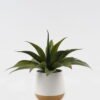 Artificial Plant 36*36*35cm Maguey in ceramic pot/17 lvs GS-52723018 2024Feb YeahFlower is one of Chinese leading OEM manufacturers and exporters , supplying the silk flowers, wholesale artificial trees