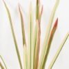 Artificial Plant 62*62CM gladiolus?leaves GS-49818008-G3 2024Jan YeahFlower is one of Chinese leading OEM manufacturers and exporters , supplying the silk flowers, wholesale artificial trees