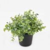 Artificial Plant 16*16*17cm potted leaf in PP pot GS-51723039 2024Feb YeahFlower is one of Chinese leading OEM manufacturers and exporters , supplying the silk flowers, wholesale artificial trees