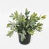 Artificial Plant 16*16*19cm potted leaf in PP pot GS-51723040 2024Feb YeahFlower is one of Chinese leading OEM manufacturers and exporters , supplying the silk flowers, wholesale artificial trees