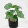 Artificial Plant 18*18*28cm potted leaf in cemnet pot GS-51723060 2024Feb YeahFlower is one of Chinese leading OEM manufacturers and exporters , supplying the silk flowers, wholesale artificial trees