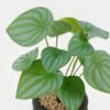 Artificial Plant 18*18*28cm potted leaf in cemnet pot GS-51723060 2024Feb YeahFlower is one of Chinese leading OEM manufacturers and exporters , supplying the silk flowers, wholesale artificial trees