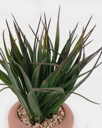 Artificial Plant 12*12*19cm potted leaf in cemnet pot GS-51723062 2024Feb YeahFlower is one of Chinese leading OEM manufacturers and exporters , supplying the silk flowers, wholesale artificial trees Artificial Plant 12*12*19cm potted leaf in cemnet pot GS-51723062 2024Feb YeahFlower is one of Chinese leading OEM manufacturers and exporters , supplying the silk flowers, wholesale artificial trees