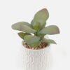 Artificial Plant 12*10*12cm potted leaf in ceramic pot GS-51723081 2024Feb YeahFlower is one of Chinese leading OEM manufacturers and exporters , supplying the silk flowers, wholesale artificial trees