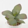 Artificial Plant 12*10*12cm potted leaf in ceramic pot GS-51723081 2024Feb YeahFlower is one of Chinese leading OEM manufacturers and exporters , supplying the silk flowers, wholesale artificial trees