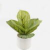 Artificial Plant 12*13*17cm potted leaf in pp pot GS-51723066 2024Feb YeahFlower is one of Chinese leading OEM manufacturers and exporters , supplying the silk flowers, wholesale artificial trees