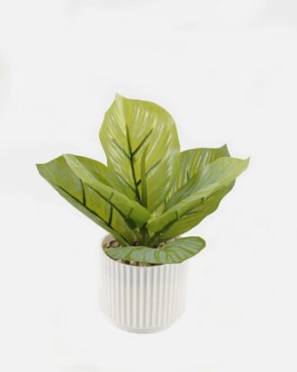 Artificial Plant 12*13*17cm potted leaf in pp pot GS-51723066 2024Feb YeahFlower is one of Chinese leading OEM manufacturers and exporters , supplying the silk flowers, wholesale artificial trees Artificial Plant 12*13*17cm potted leaf in pp pot GS-51723066 2024Feb YeahFlower is one of Chinese leading OEM manufacturers and exporters , supplying the silk flowers, wholesale artificial trees