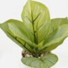 Artificial Plant 12*13*17cm potted leaf in pp pot GS-51723066 2024Feb YeahFlower is one of Chinese leading OEM manufacturers and exporters , supplying the silk flowers, wholesale artificial trees