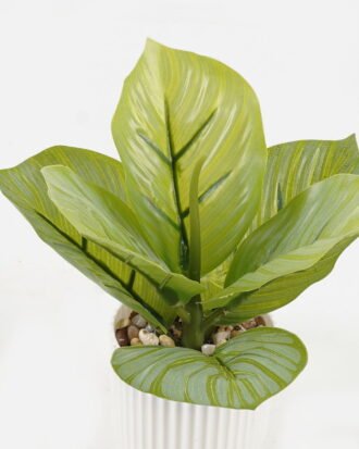 Artificial Plant 12*13*17cm potted leaf in pp pot GS-51723066 2024Feb YeahFlower is one of Chinese leading OEM manufacturers and exporters , supplying the silk flowers, wholesale artificial trees Artificial Plant 12*13*17cm potted leaf in pp pot GS-51723066 2024Feb YeahFlower is one of Chinese leading OEM manufacturers and exporters , supplying the silk flowers, wholesale artificial trees