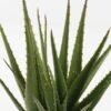 Artificial Tree 28*28*34cm Aloe in PP pot/22 lvs GS-59523161 2024Feb YeahFlower is one of Chinese leading OEM manufacturers and exporters , supplying the silk flowers, wholesale artificial trees