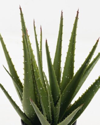 Artificial Tree 28*28*34cm Aloe in PP pot/22 lvs GS-59523161 2024Feb YeahFlower is one of Chinese leading OEM manufacturers and exporters , supplying the silk flowers, wholesale artificial trees