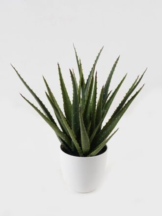 Artificial Tree 28*28*34cm Aloe in PP pot/22 lvs GS-59523161 Tree&Plant 3,000+ sqm showroom with thousands of artificial flowers, plants & trees ready for global sourcing.