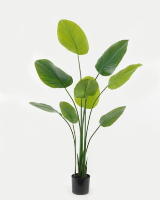 Artificial Tree 80*80*160cm Arrowroot tree *4 in PP pot GS-67723014CONTI