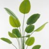 Artificial Tree 90*90*200cm Arrowroot tree *5 in PP pot GS-67723013CONTI Tree&Plant 3,000+ sqm showroom with thousands of artificial flowers, plants & trees ready for global sourcing.