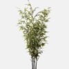 Artificial Tree Bamboo 6 in PP pot 1632 lvs GS-71023015KD-G1_1 Artificial Tree 110*110*235cm Bamboo *6 in PP pot/1632 lvs GS-71023015KD-G1 2024Jan YeahFlower is one of Chinese leading OEM manufacturers and exporters , supplying the silk flowers, wholesale artificial trees