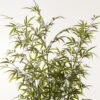 Artificial Tree Bamboo 6 in PP pot 1632 lvs GS-71023015KD-G1_2 Artificial Tree 110*110*235cm Bamboo *6 in PP pot/1632 lvs GS-71023015KD-G1 2024Jan YeahFlower is one of Chinese leading OEM manufacturers and exporters , supplying the silk flowers, wholesale artificial trees