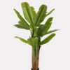 Artificial Tree 120*120*180cm Banana tree *3 in PP pot/18 lvs GS-30423098 2024Jan YeahFlower is one of Chinese leading OEM manufacturers and exporters , supplying the silk flowers, wholesale artificial trees