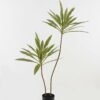 Artificial Tree 65*57*120cm Cordyline fruticosa *2 in PP pot GS-67723009 2024Jan YeahFlower is one of Chinese leading OEM manufacturers and exporters , supplying the silk flowers, wholesale artificial trees
