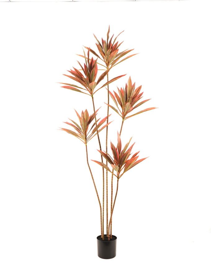 Artificial Tree 78*78*180cm Cordyline fruticosa *5 in PP pot GS-67723015CONTI Tree&Plant 3,000+ sqm showroom with thousands of artificial flowers, plants & trees ready for global sourcing.