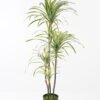 Artificial Tree 60*68*120CM Feeling touch dracaena with pp pot GS-41921007-G2 2024Jan YeahFlower is one of Chinese leading OEM manufacturers and exporters , supplying the silk flowers, wholesale artificial trees