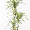 Artificial Tree 60*68*120CM Feeling touch dracaena with pp pot GS-41921007-G2 2024Jan YeahFlower is one of Chinese leading OEM manufacturers and exporters , supplying the silk flowers, wholesale artificial trees