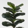 Artificial Tree 44*44*90cm Ficus lyrata in PP pot/18 lvs GS-59523136 2024Jan YeahFlower is one of Chinese leading OEM manufacturers and exporters , supplying the silk flowers, wholesale artificial trees