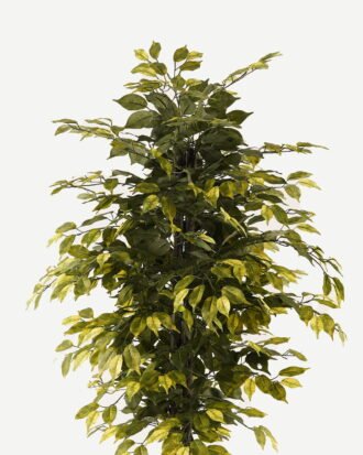 Artificial Tree 85*85*150cm Ficus microcarpa *2 in PP pot/1008 lvs GS-30423114 2024Jan YeahFlower is one of Chinese leading OEM manufacturers and exporters , supplying the silk flowers, wholesale artificial trees Artificial Tree 85*85*150cm Ficus microcarpa *2 in PP pot/1008 lvs GS-30423114 2024Jan YeahFlower is one of Chinese leading OEM manufacturers and exporters , supplying the silk flowers, wholesale artificial trees