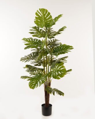 Artificial Tree 80*80*160cm Monstera *4 in PP pot/30 lvs GS-26623013CONTI 2024Jan YeahFlower is one of Chinese leading OEM manufacturers and exporters , supplying the silk flowers, wholesale artificial trees Artificial Tree 80*80*160cm Monstera *4 in PP pot/30 lvs GS-26623013CONTI 2024Jan YeahFlower is one of Chinese leading OEM manufacturers and exporters , supplying the silk flowers, wholesale artificial trees