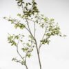 Artificial Tree Pieris japonica 2 in pp pot GS-72623023KD_1 Artificial Tree 120*100*200cm Pieris japonica *2 in pp pot GS-72623023KD 2024Jan YeahFlower is one of Chinese leading OEM manufacturers and exporters , supplying the silk flowers, wholesale artificial trees