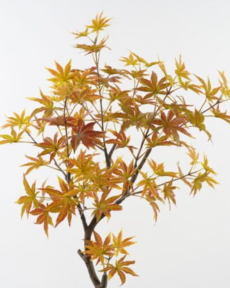 Artificial Tree 70*70*120cm Red Maple in PP pot GS-69423082CONTI 2024Feb YeahFlower is one of Chinese leading OEM manufacturers and exporters , supplying the silk flowers, wholesale artificial trees