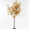 Artificial Tree 80*80*180cm Red Maple in PP pot GS-69423083CONTI-KD 2024Feb YeahFlower is one of Chinese leading OEM manufacturers and exporters , supplying the silk flowers, wholesale artificial trees