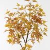 Artificial Tree 80*80*180cm Red Maple in PP pot GS-69423083CONTI-KD 2024Feb YeahFlower is one of Chinese leading OEM manufacturers and exporters , supplying the silk flowers, wholesale artificial trees