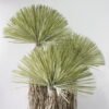 Artificial Tree Scarecrow 3 in PP pot 2160 Lvs GS-41923022KD_9 Artificial Tree 135*145*255cm Scarecrow *3 in PP pot/2160  Lvs GS-41923022KD 2024Jan YeahFlower is one of Chinese leading OEM manufacturers and exporters , supplying the silk flowers, wholesale artificial trees