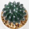 Artificial succulent 9*9*14cm Cactus in ceramic pot GS-41323010 2024Jan YeahFlower is one of Chinese leading OEM manufacturers and exporters , supplying the silk flowers, wholesale artificial trees