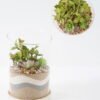 Artificial succulent H:125MM Desert plant in glass pot GS-3030524 2024Jan YeahFlower is one of Chinese leading OEM manufacturers and exporters , supplying the silk flowers, wholesale artificial trees