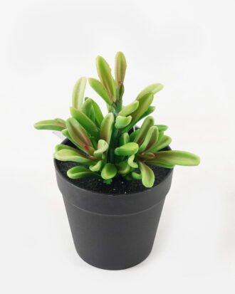 Artificial succulent 9*9*18cm potted leaf in PP pot GS-51723042 2024Feb YeahFlower is one of Chinese leading OEM manufacturers and exporters , supplying the silk flowers, wholesale artificial trees