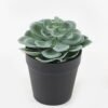 Artificial succulent 10*10*17cm potted leaf in PP pot GS-51723043 2024Feb YeahFlower is one of Chinese leading OEM manufacturers and exporters , supplying the silk flowers, wholesale artificial trees