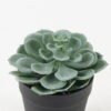 Artificial succulent 10*10*17cm potted leaf in PP pot GS-51723043 2024Feb YeahFlower is one of Chinese leading OEM manufacturers and exporters , supplying the silk flowers, wholesale artificial trees