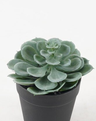 Artificial succulent 10*10*17cm potted leaf in PP pot GS-51723043 2024Feb YeahFlower is one of Chinese leading OEM manufacturers and exporters , supplying the silk flowers, wholesale artificial trees